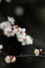 IMGP3570.jpg