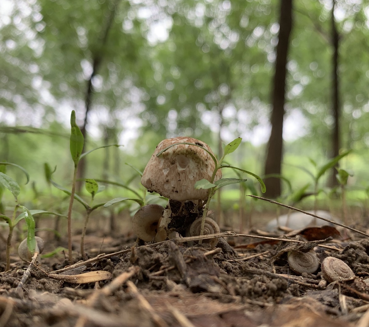 一组雨后林地里的蘑菇喜欢这生命迸发的力量