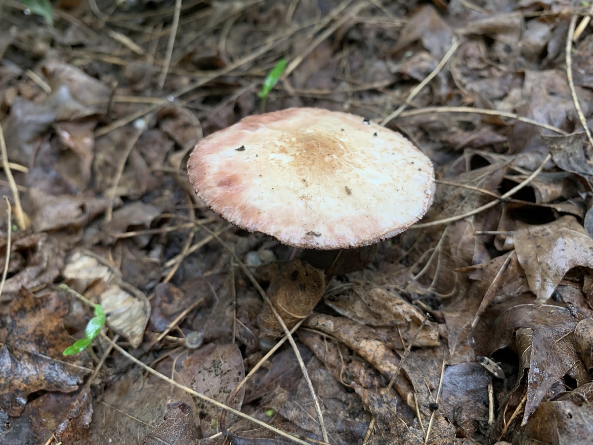 一组雨后林地里的蘑菇喜欢这生命迸发的力量