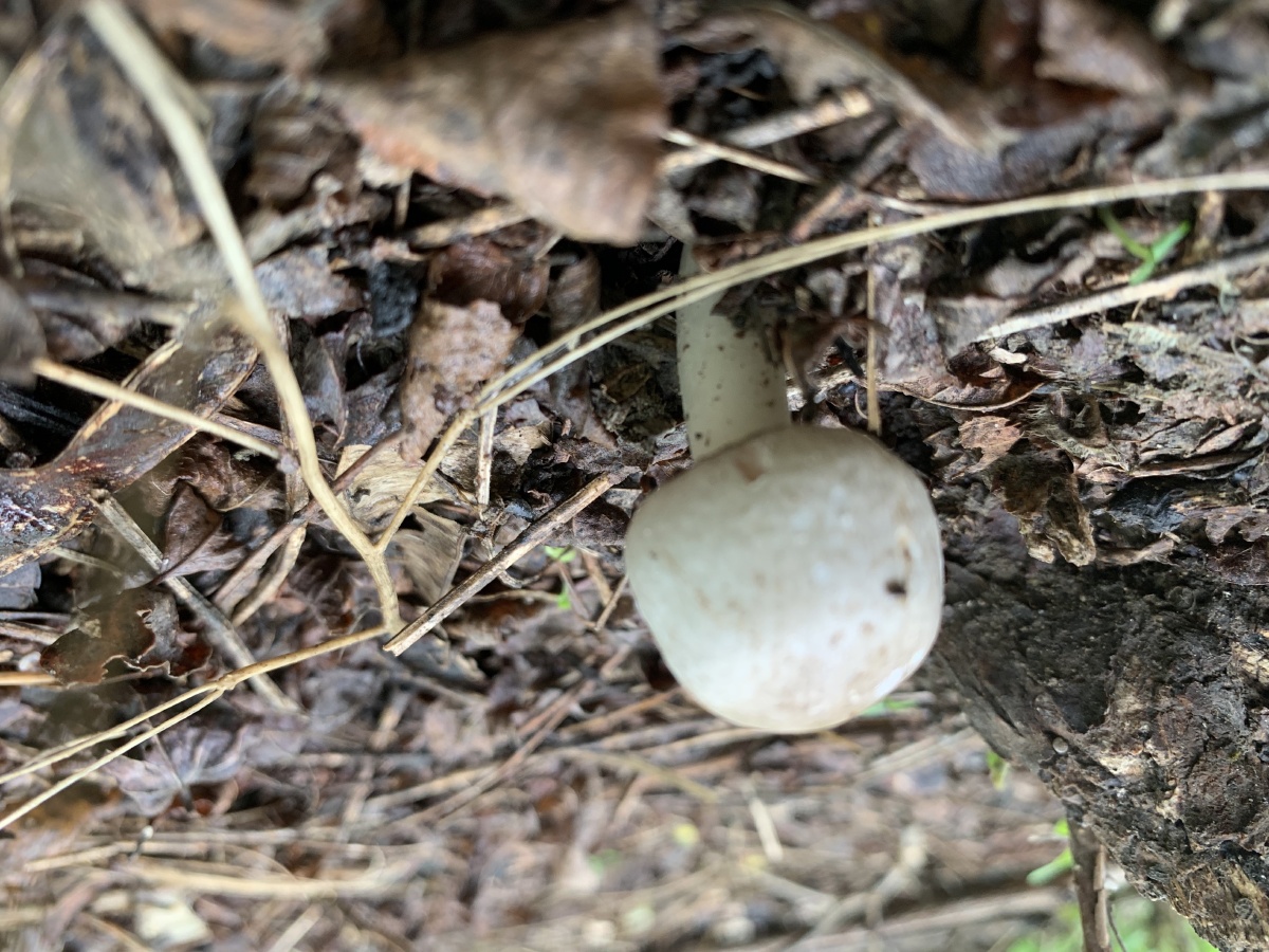 一组雨后林地里的蘑菇喜欢这生命迸发的力量