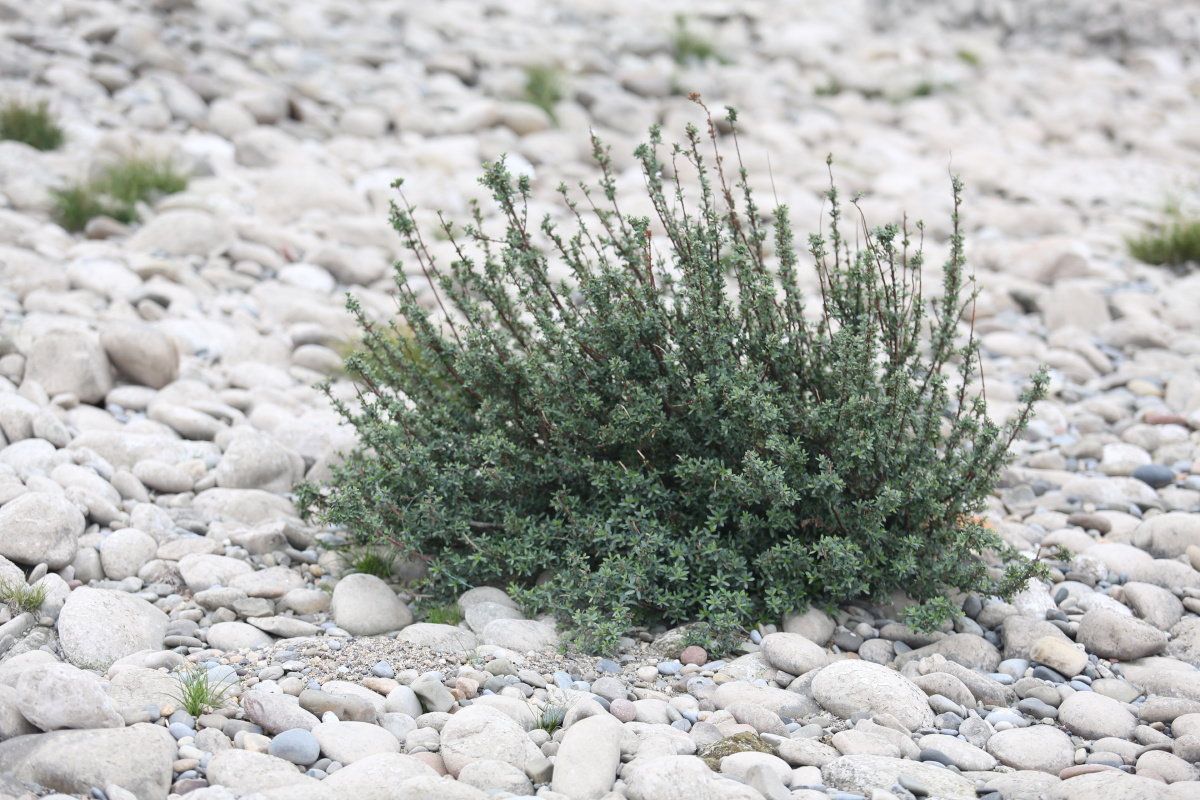 疏花水柏枝疏花水柏枝因三峡工程建设而导致生境丧失因此中国红色物种