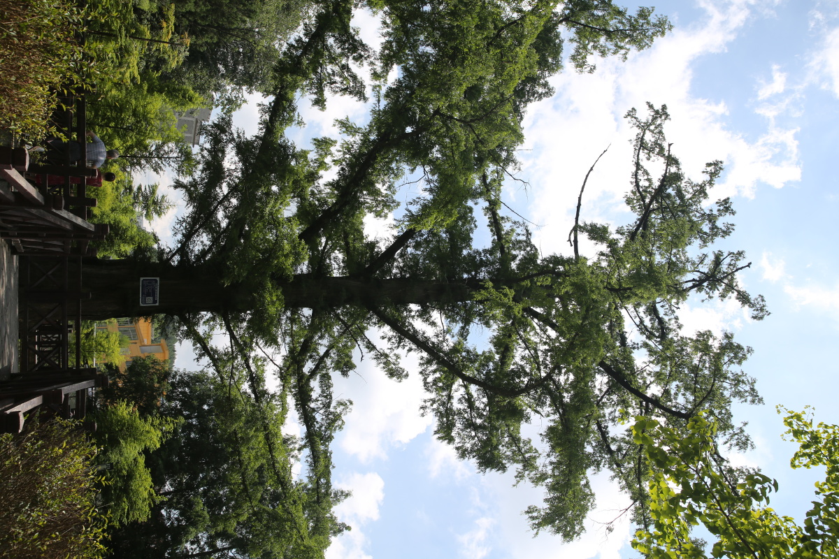 恩施州利川水杉王