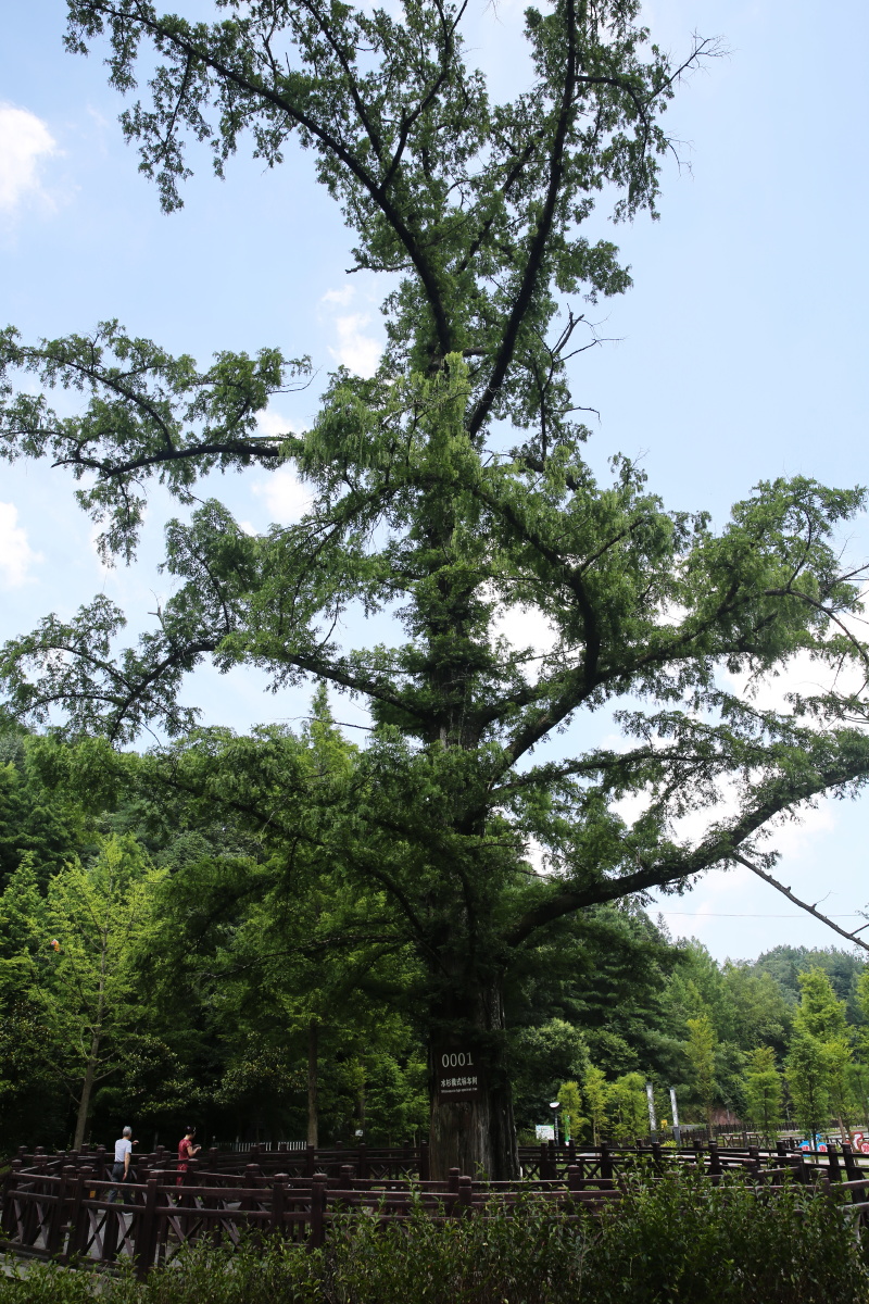 恩施州利川水杉王