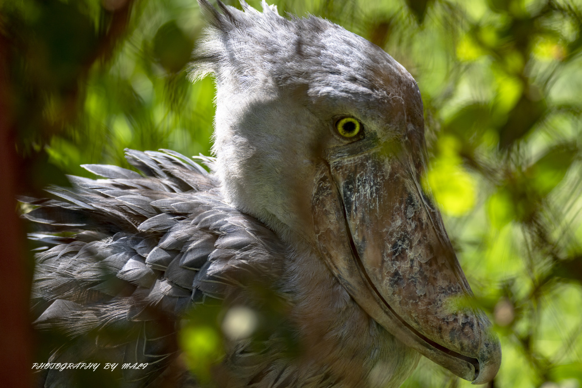 鲸头鹳摄于乌干达