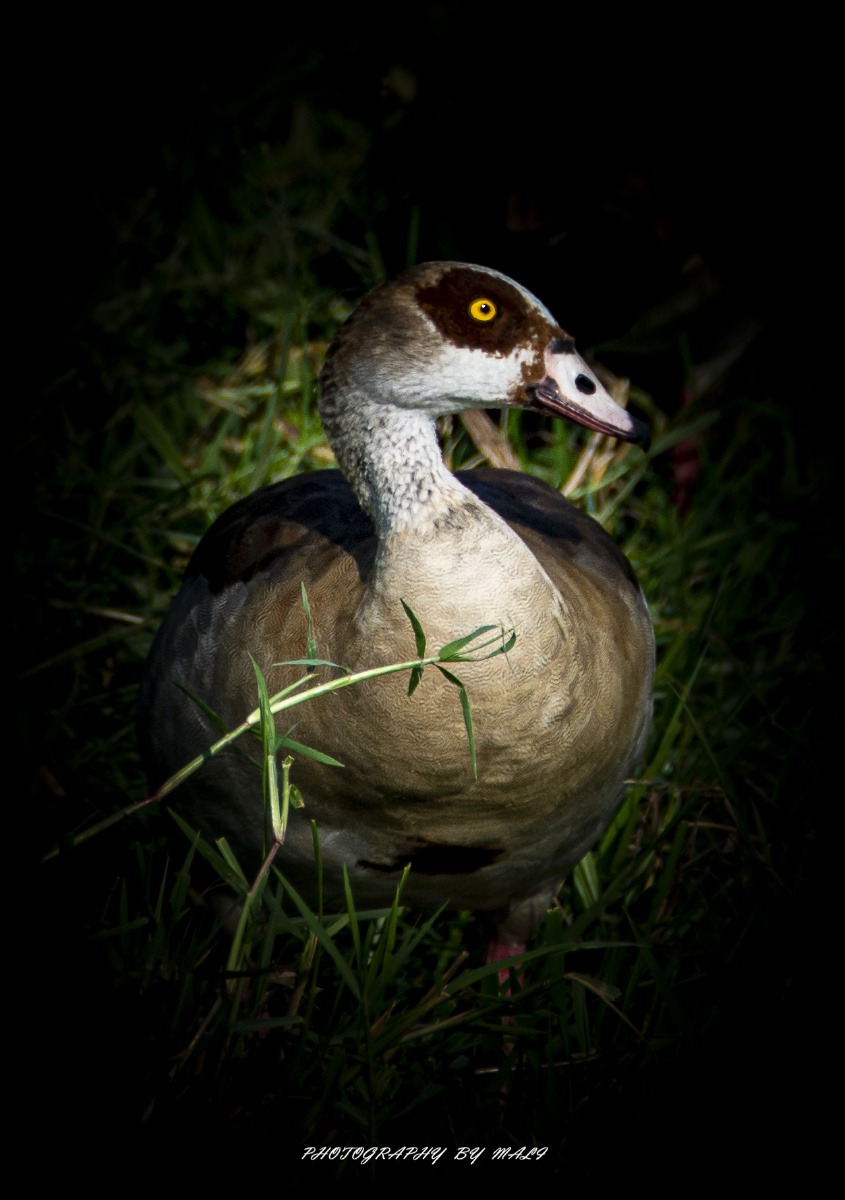 埃及鹅egyptiangoose源自非洲做为观赏鸟传到欧洲和美洲由于逃出大