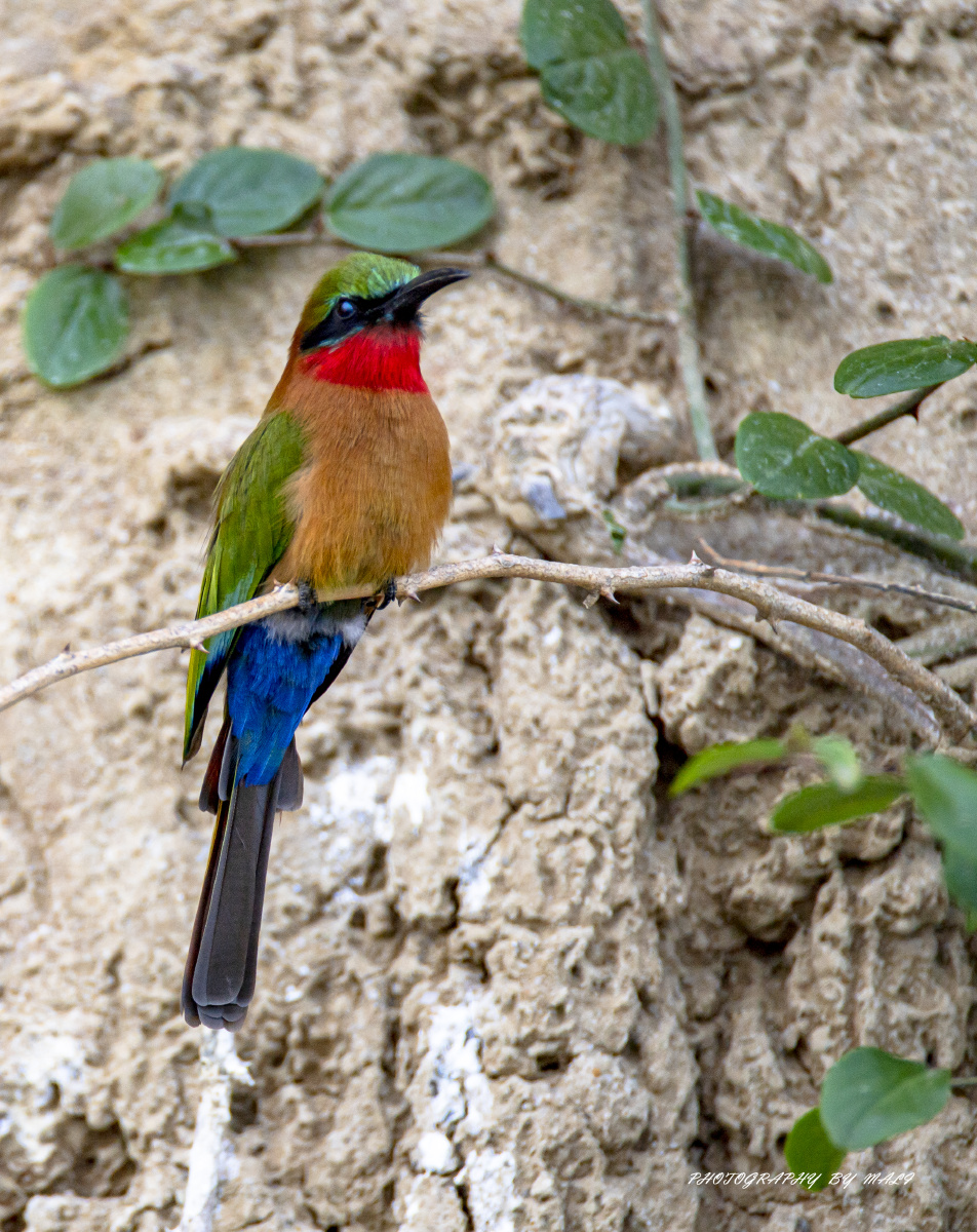 赤喉蜂虎赤喉蜂虎是蜂虎科蜂虎属中的一个物种分布于非洲中南部地区