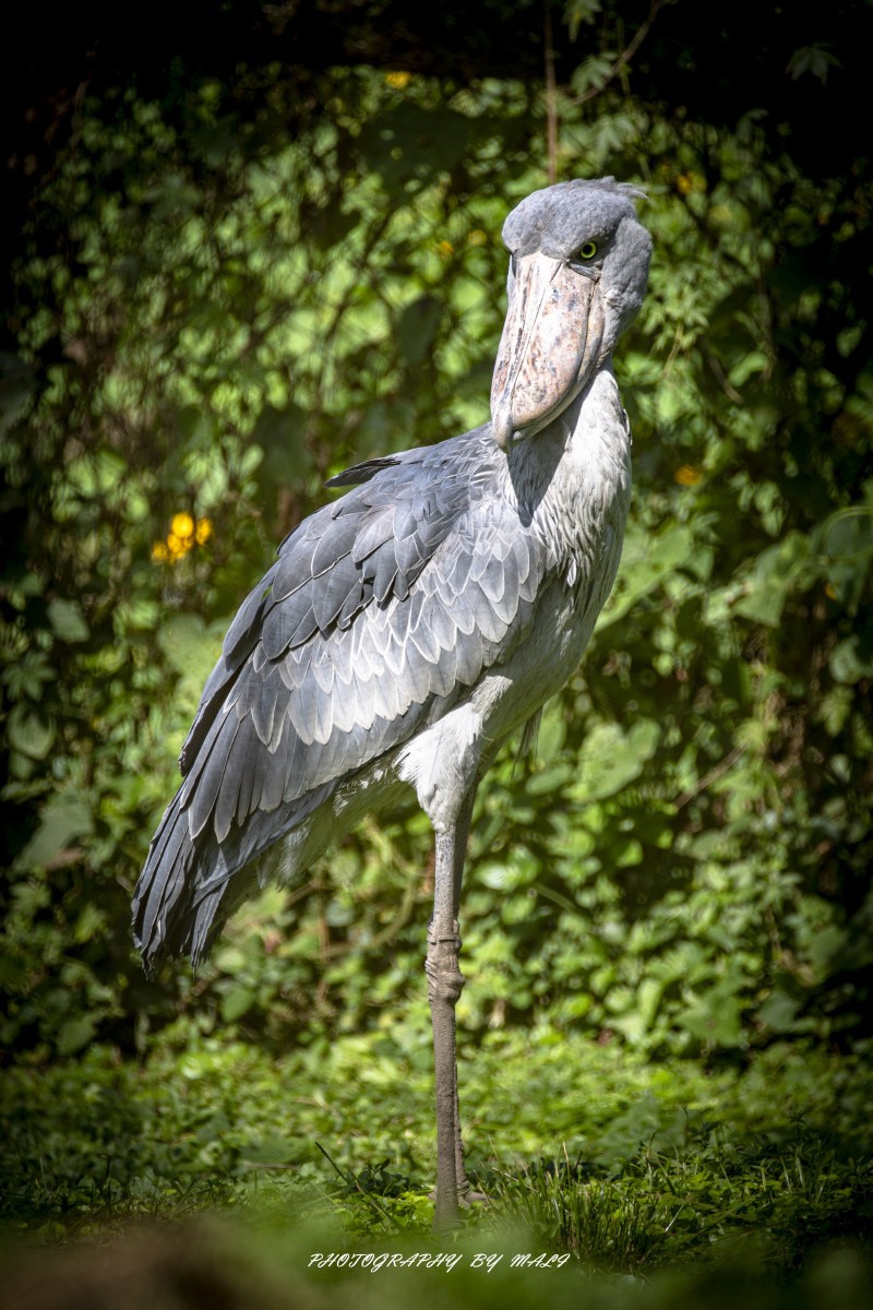 鲸头鹳摄于乌干达