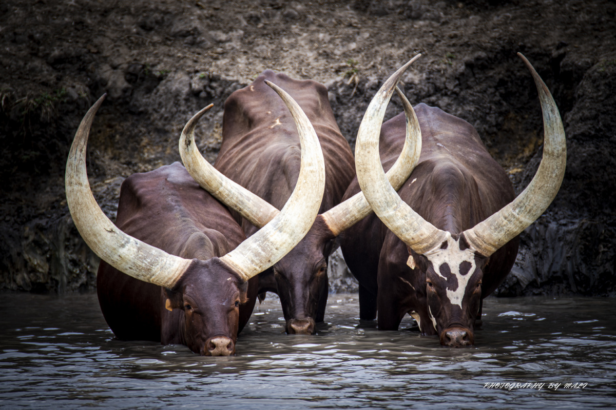 安哥拉长角牛号称牛魔王