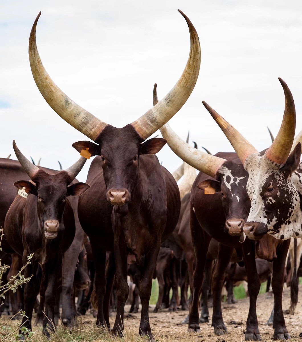 乌干达长角牛