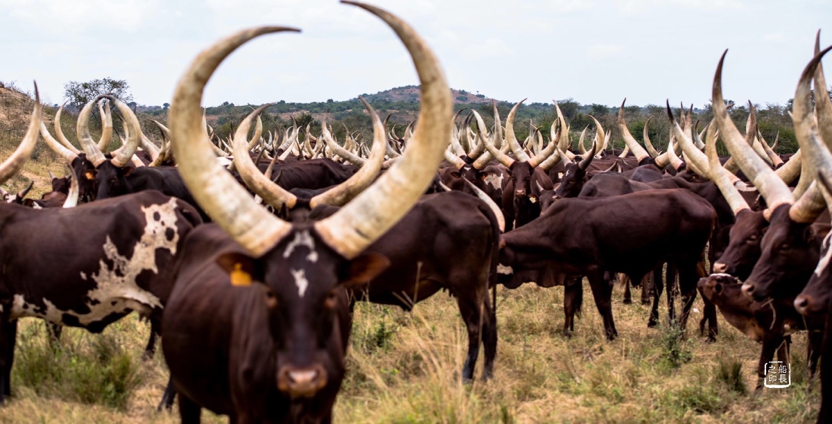 乌干达长角牛