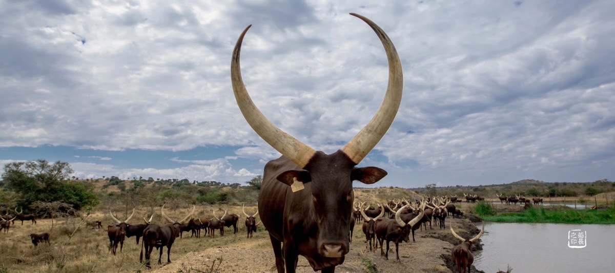 乌干达长角牛