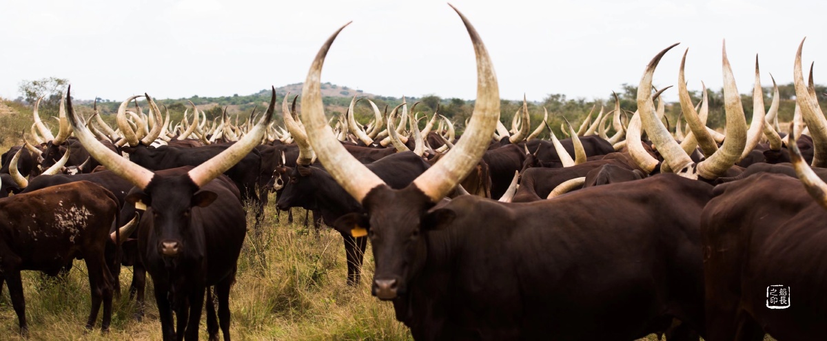 乌干达长角牛