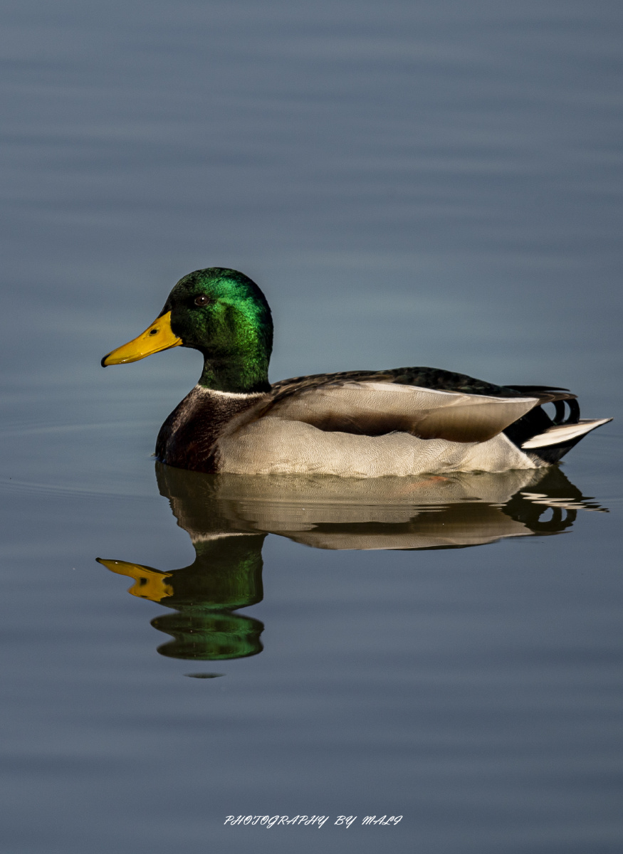 奥体公园的野鸭