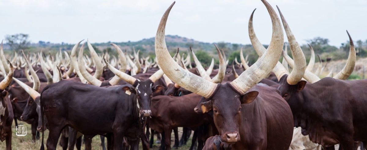 乌干达长角牛