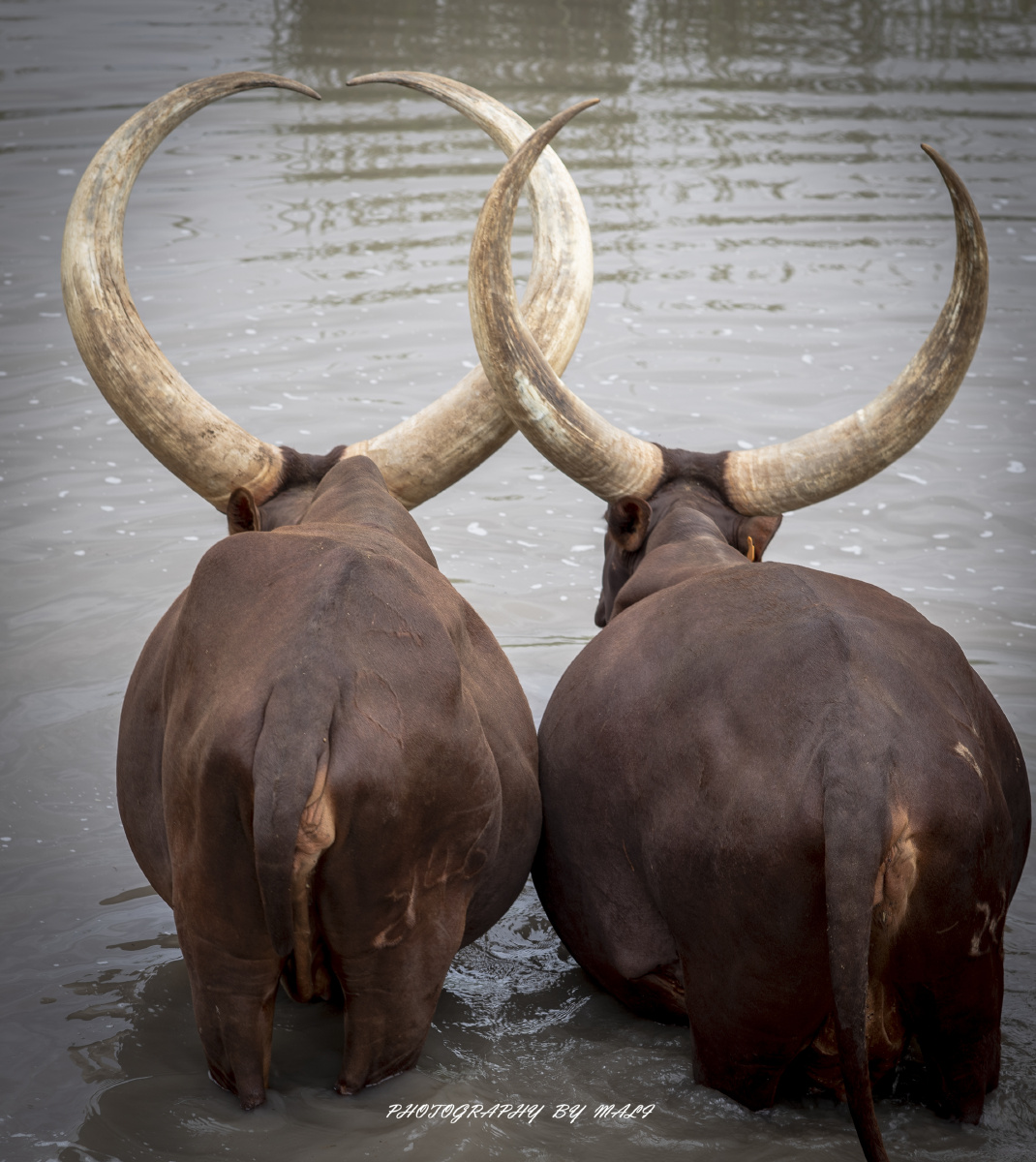 安哥拉长角牛号称牛魔王