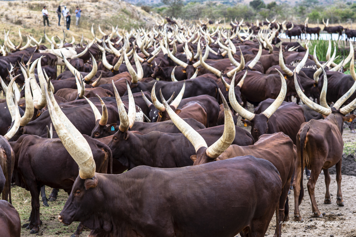 安哥拉长角牛号称牛魔王