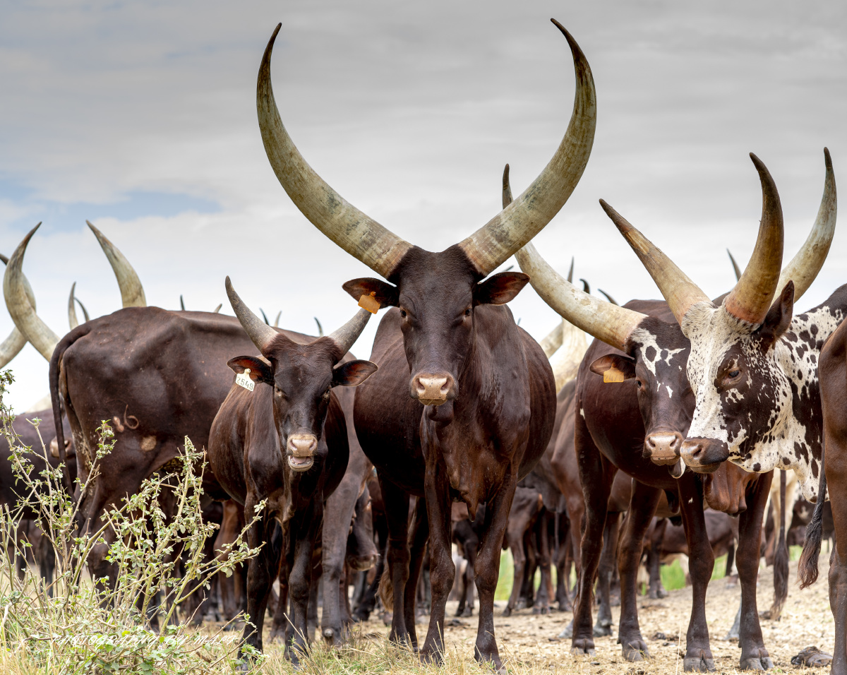 安哥拉长角牛号称牛魔王