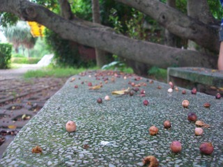 100_1072.JPG