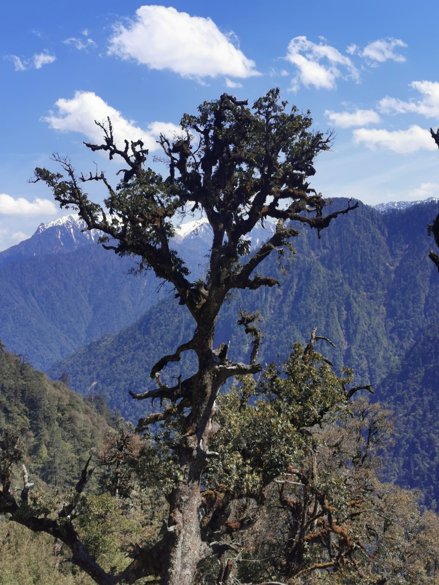 独龙江原始森林的古树