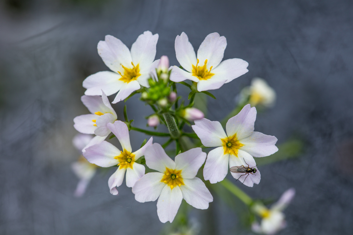 壮美的马赛马拉大草原