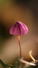 雨后的蘑菇