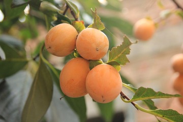 IMG_2868.JPG