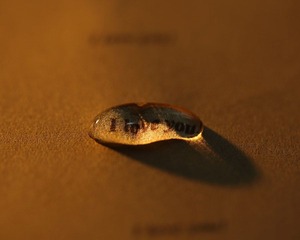 1L0B8908.JPG