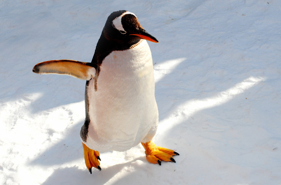 海洋馆·企鹅 br /> 呆头呆脑的贪玩的小企鹅,绝对少不了一直照顾她们