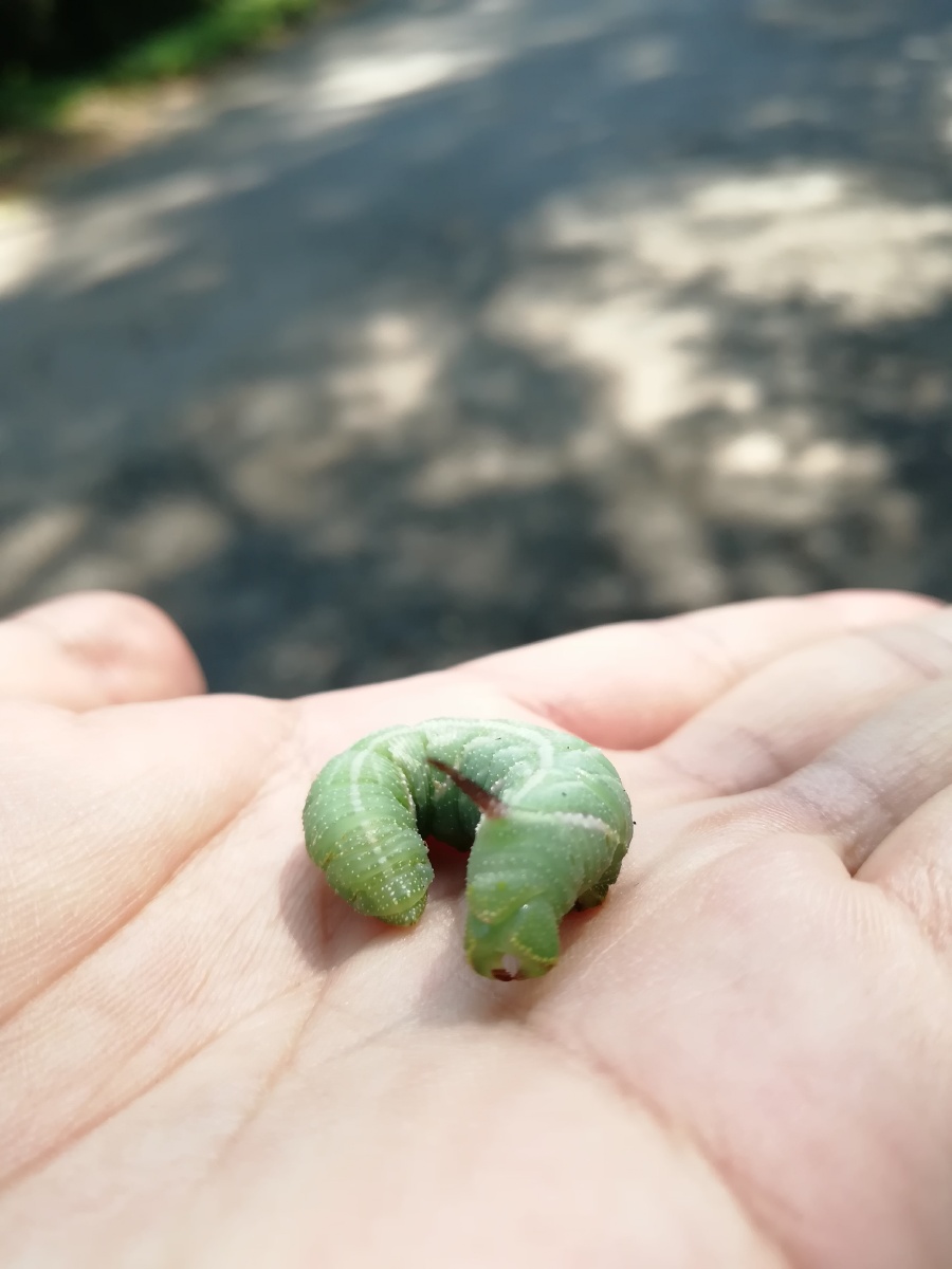 小时候常见的虫子老虎虫