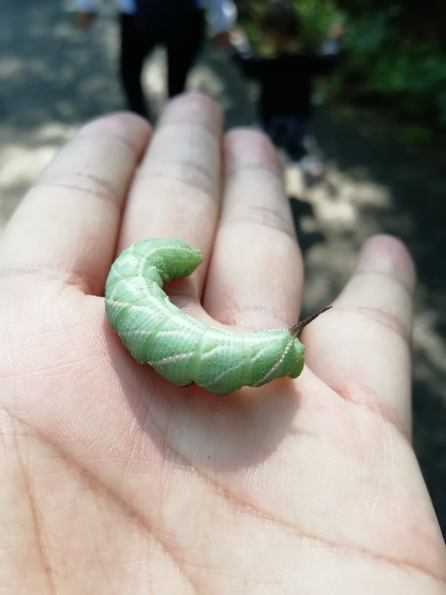 小时候常见的虫子老虎虫