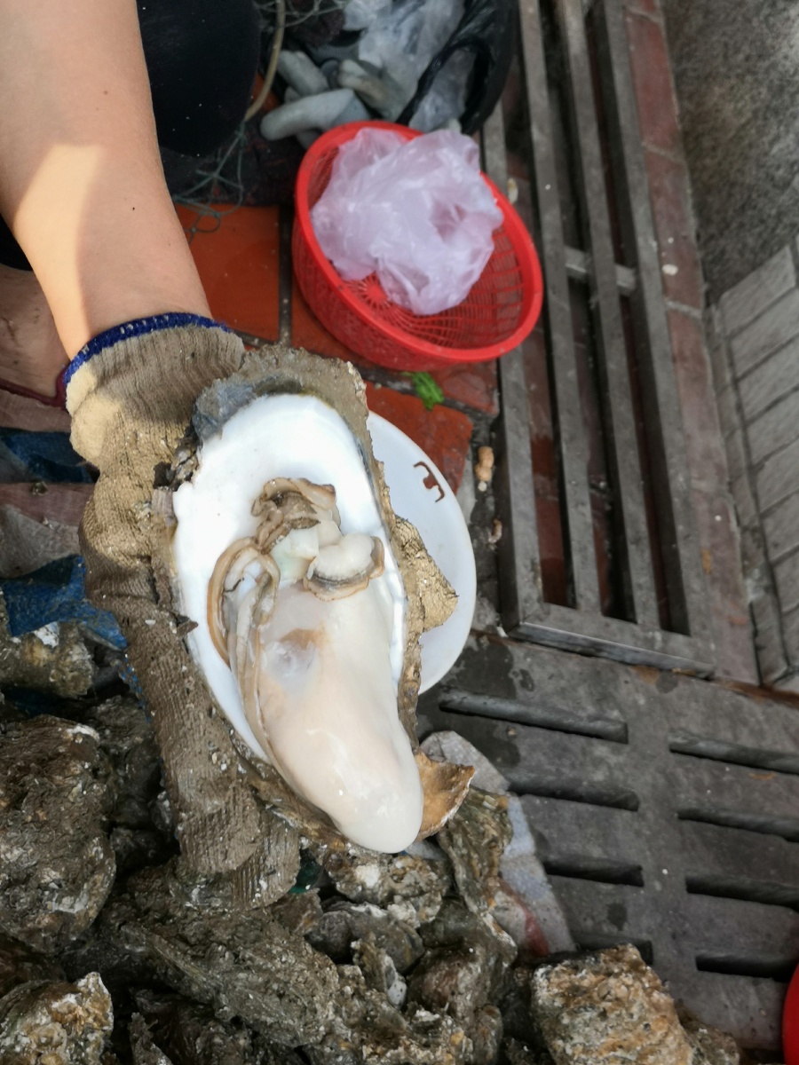 游玩妈屿岛偶遇刚打捞上来两三年巨大生蚝!蚝肉有手掌那么大!