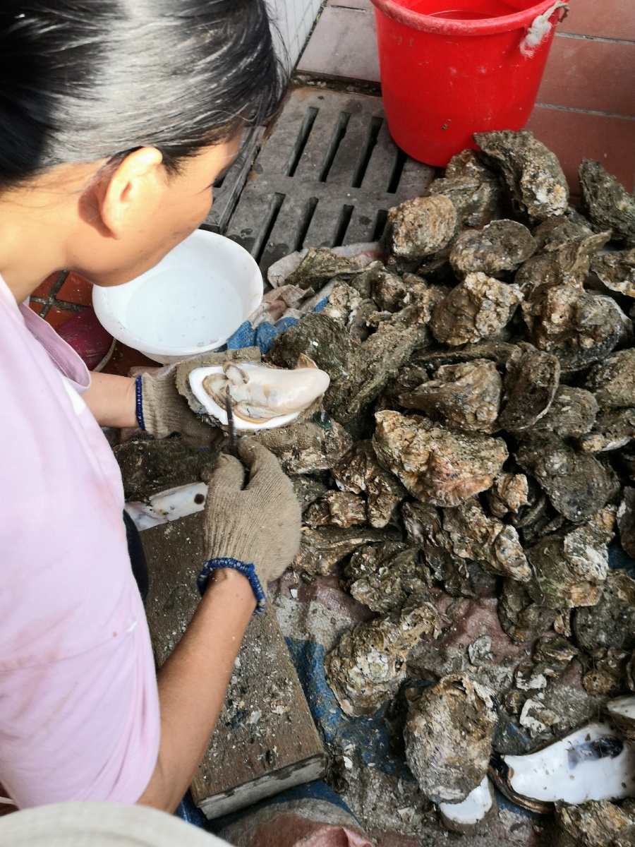 阿嬷现场开生蚝,卖蚝肉50元一斤