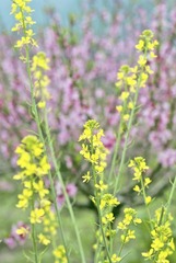 菜花