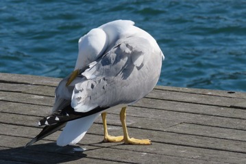 41045