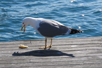 41036