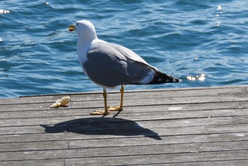 41037