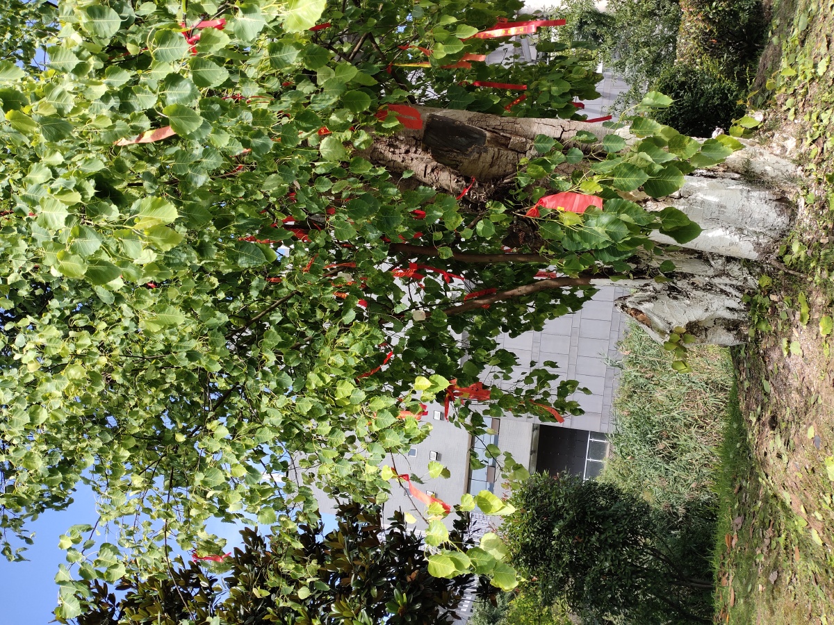 菩提树高考前许多学生挂了红丝带以求祝福阳光很好叶子碧绿有光泽饱含