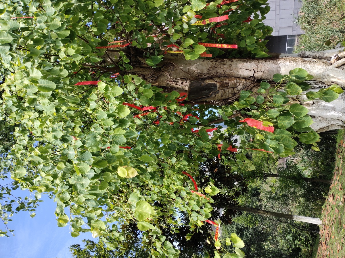 菩提树高考前许多学生挂了红丝带以求祝福阳光很好叶子碧绿有光泽饱含