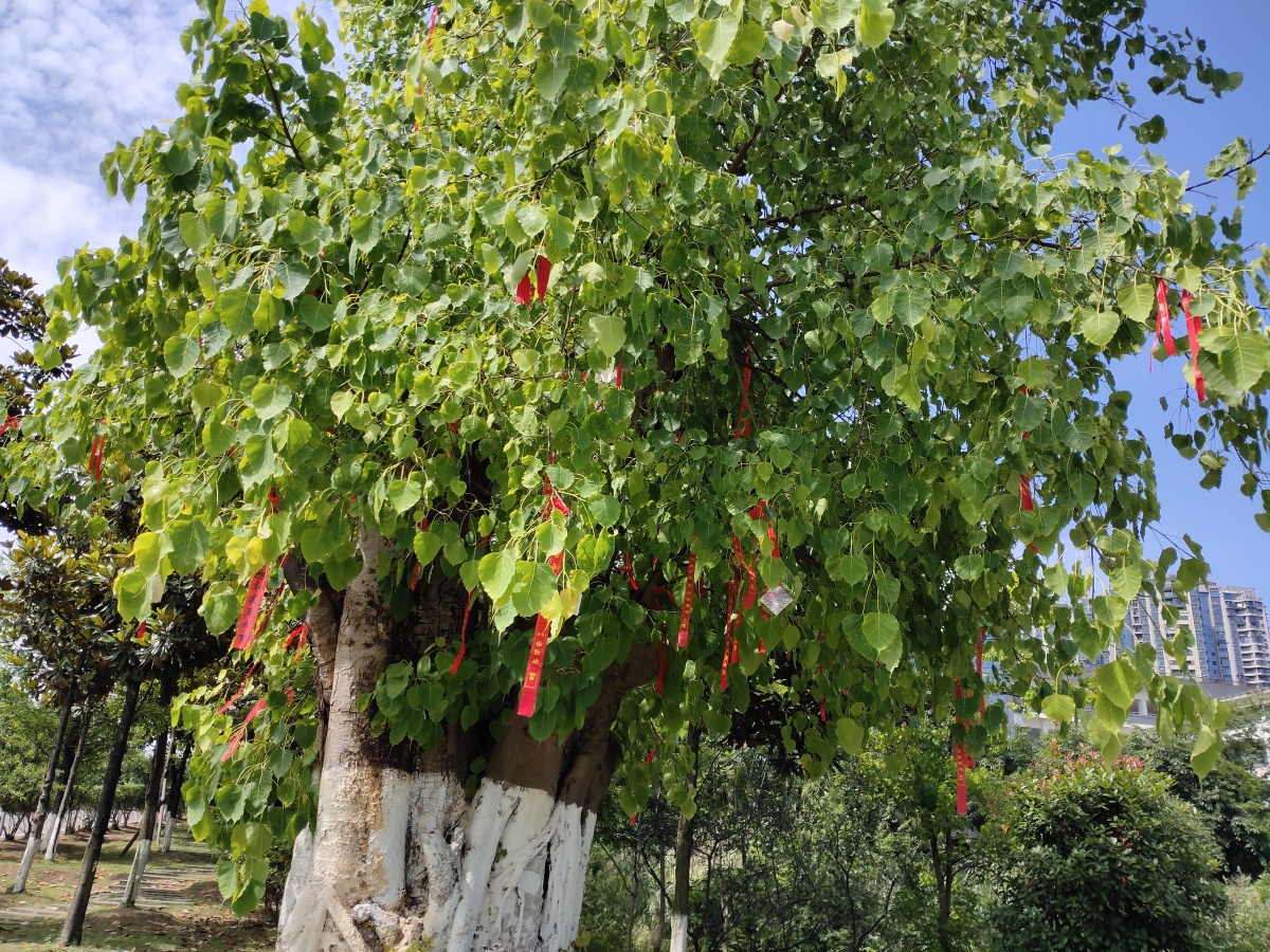 菩提树高考前许多学生挂了红丝带以求祝福阳光很好叶子碧绿有光泽饱含