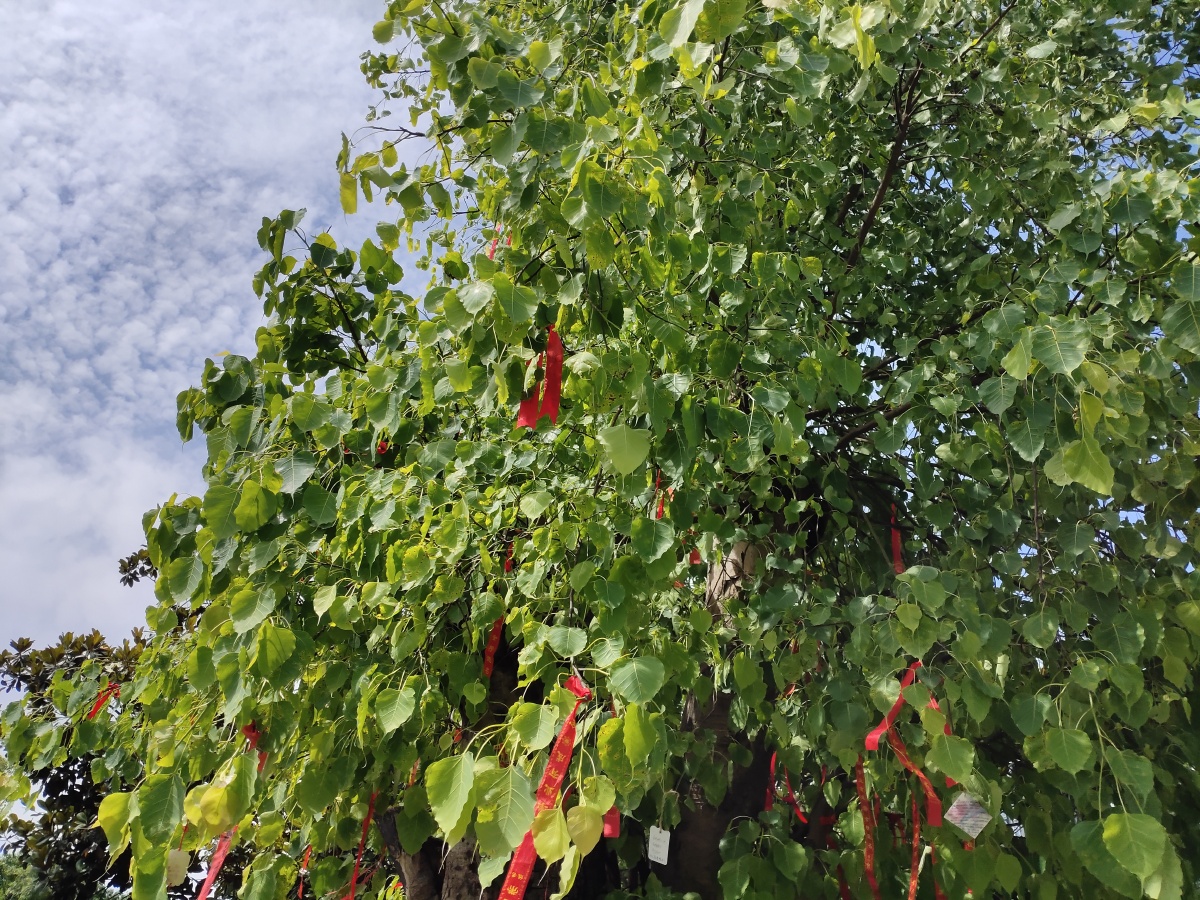 菩提树高考前许多学生挂了红丝带以求祝福阳光很好叶子碧绿有光泽饱含