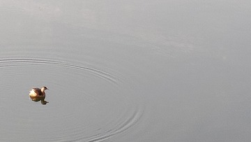 1000013061