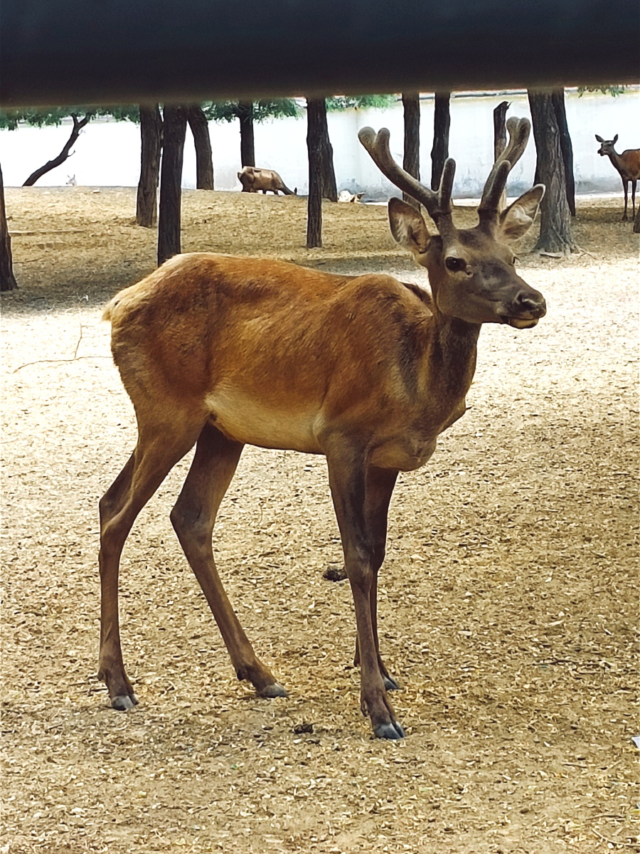 在古代它被视为神物,人们认为它能带来幸福和长寿.