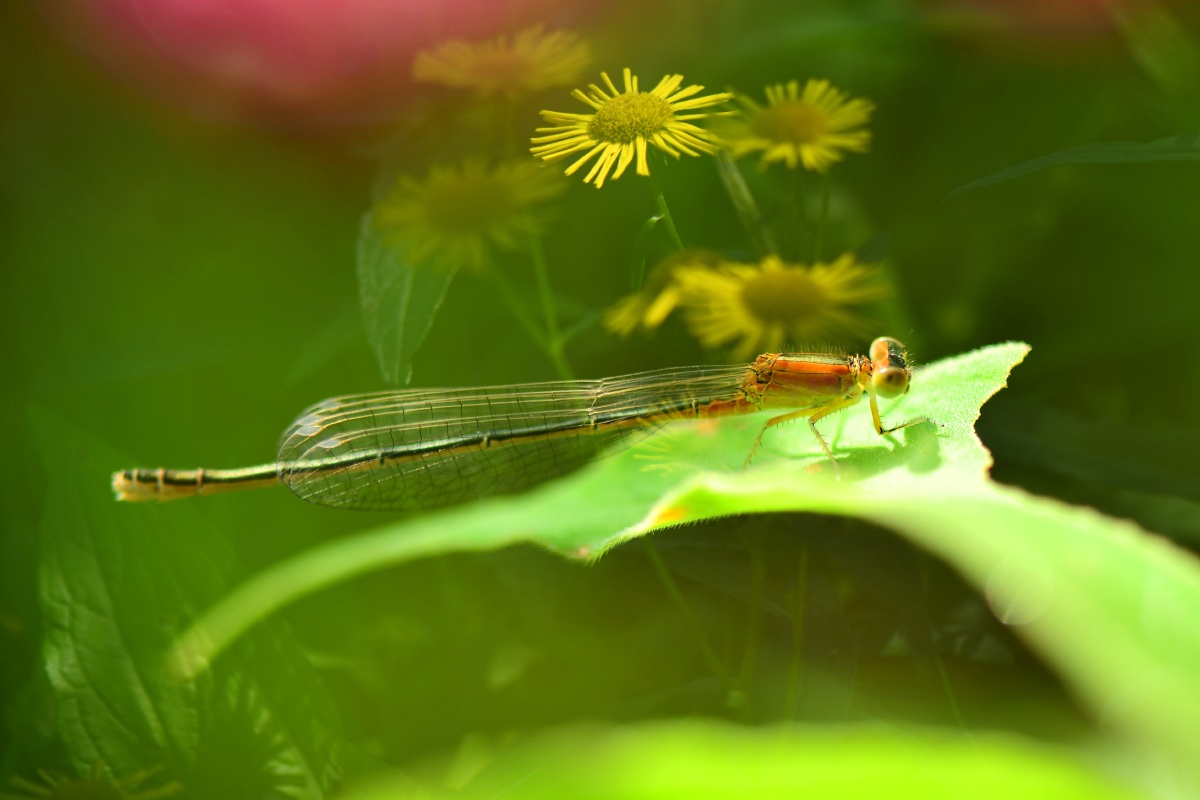 尼康105微距拍摄