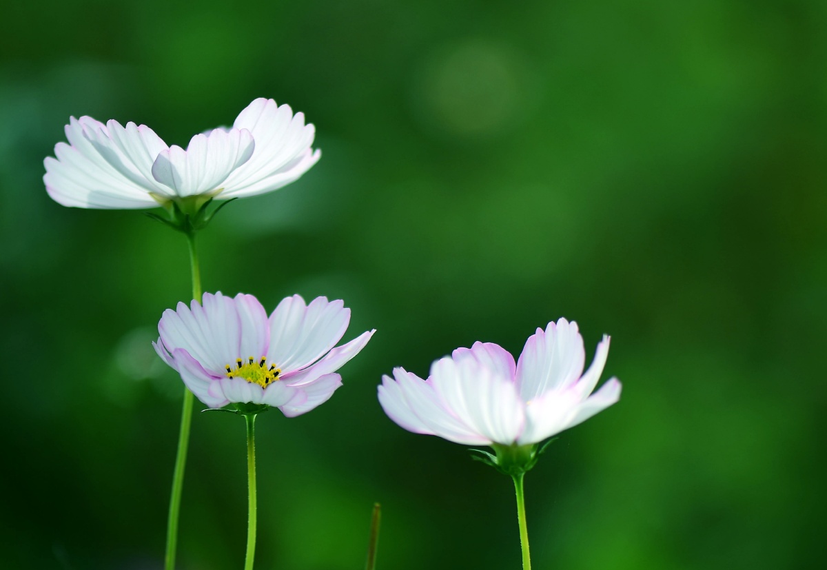 微距摄影绿色背景格桑花
