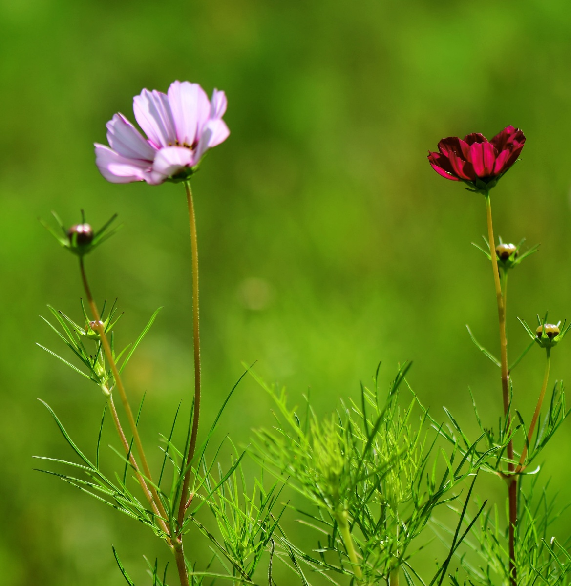 微距摄影绿色背景格桑花