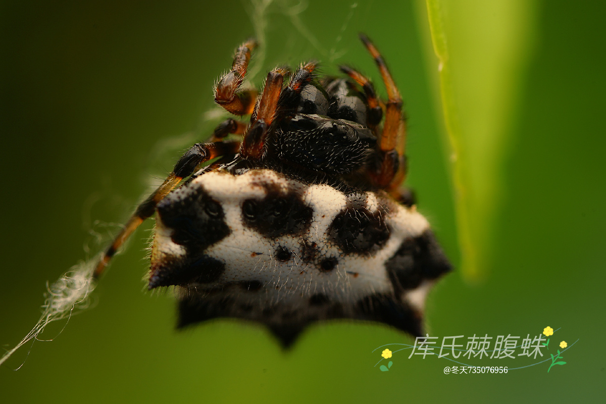 库氏棘腹蛛