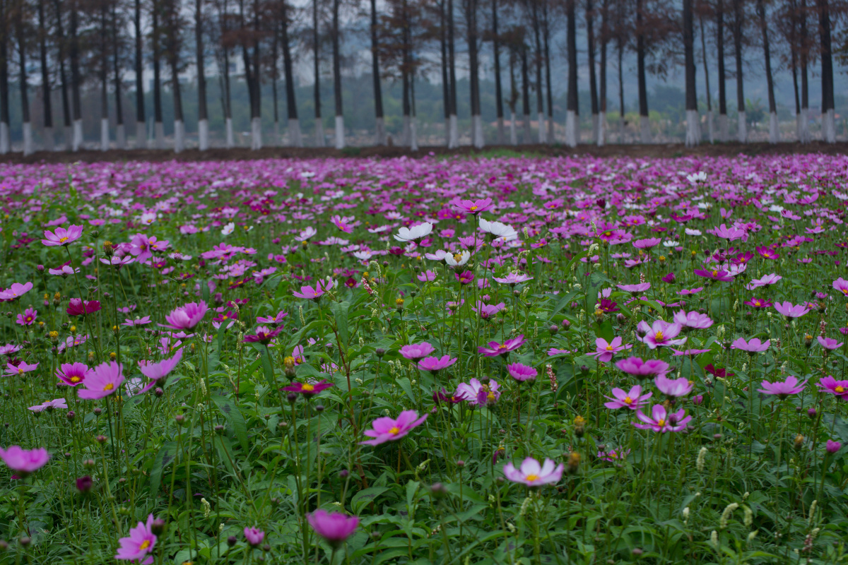 珠海斗门格桑花田