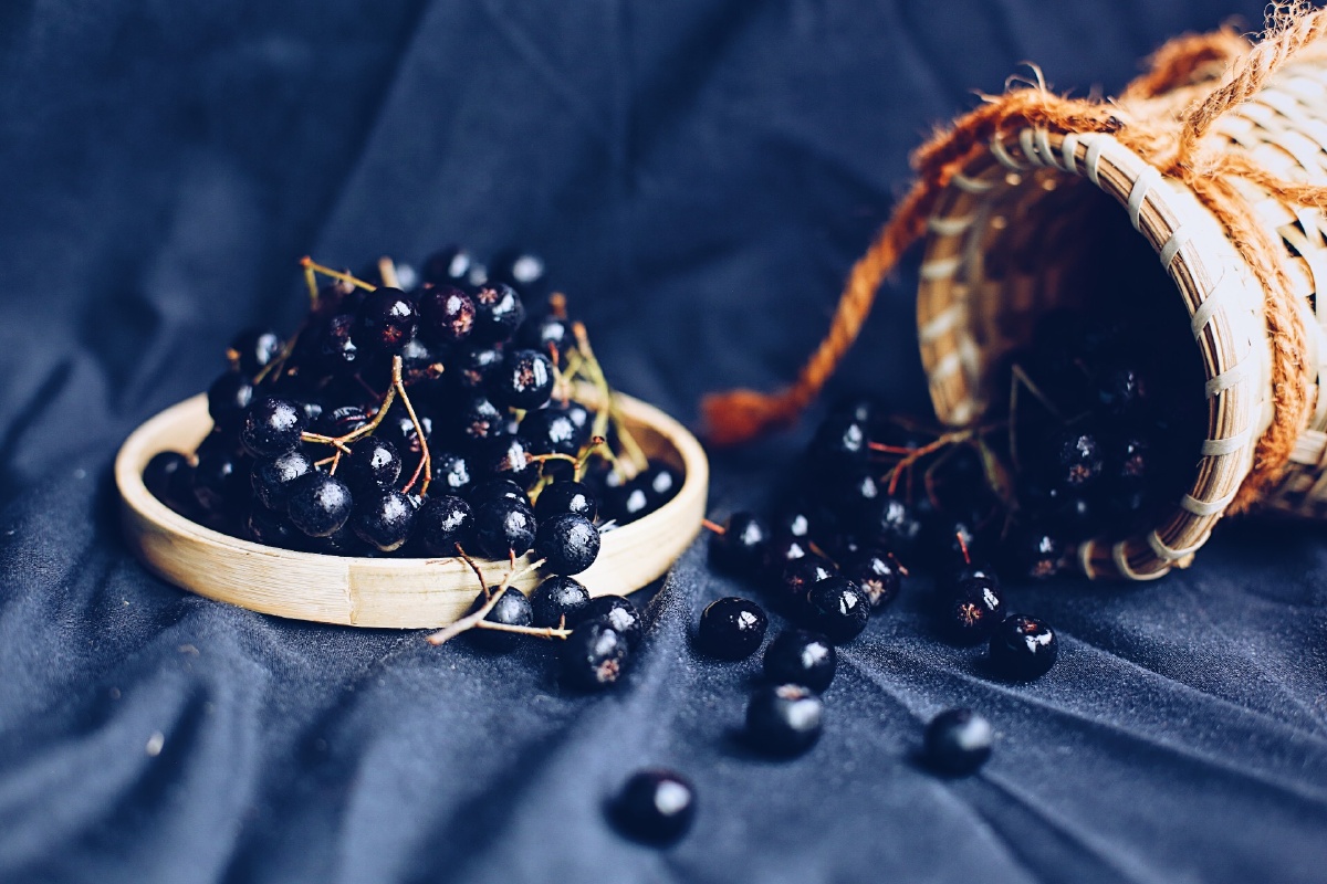 黑果花楸/不老莓实拍 - 幻想家9527 - 图虫