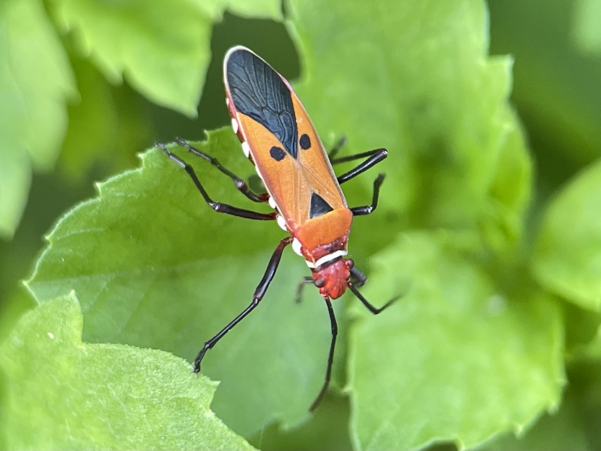 赤星椿象 - 摄世未深cty - 图虫