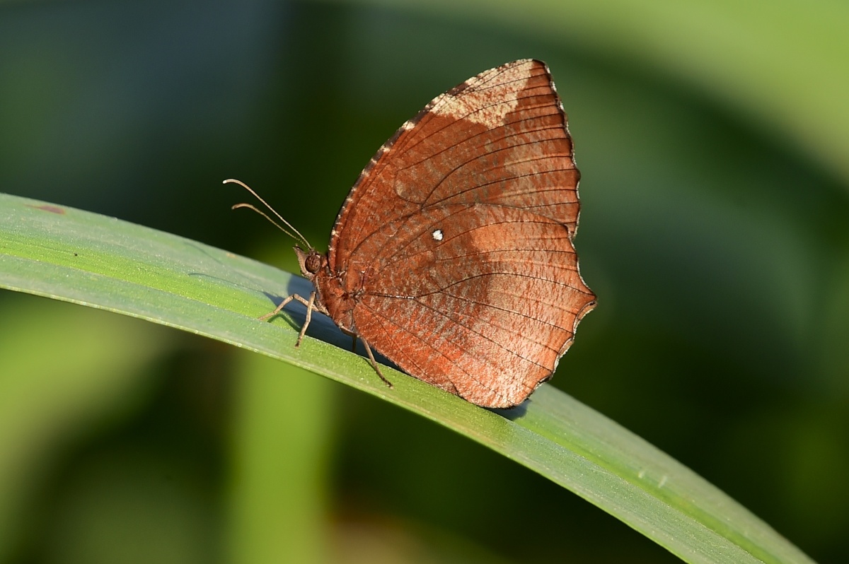 翠袖锯眼蝶,我倒是很喜欢这种蝶,虽然没有鲜艳华丽的色彩,但比起五颜
